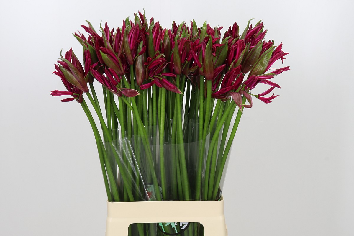 Nerine Mr John 70cm