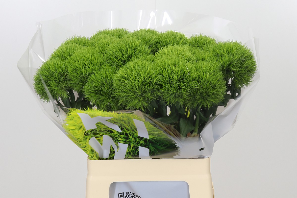 Dianthus Barb Kiwi Mellow 60cm