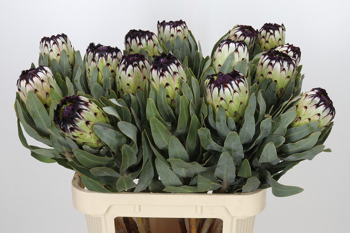 Protea Barb Niobe 80cm