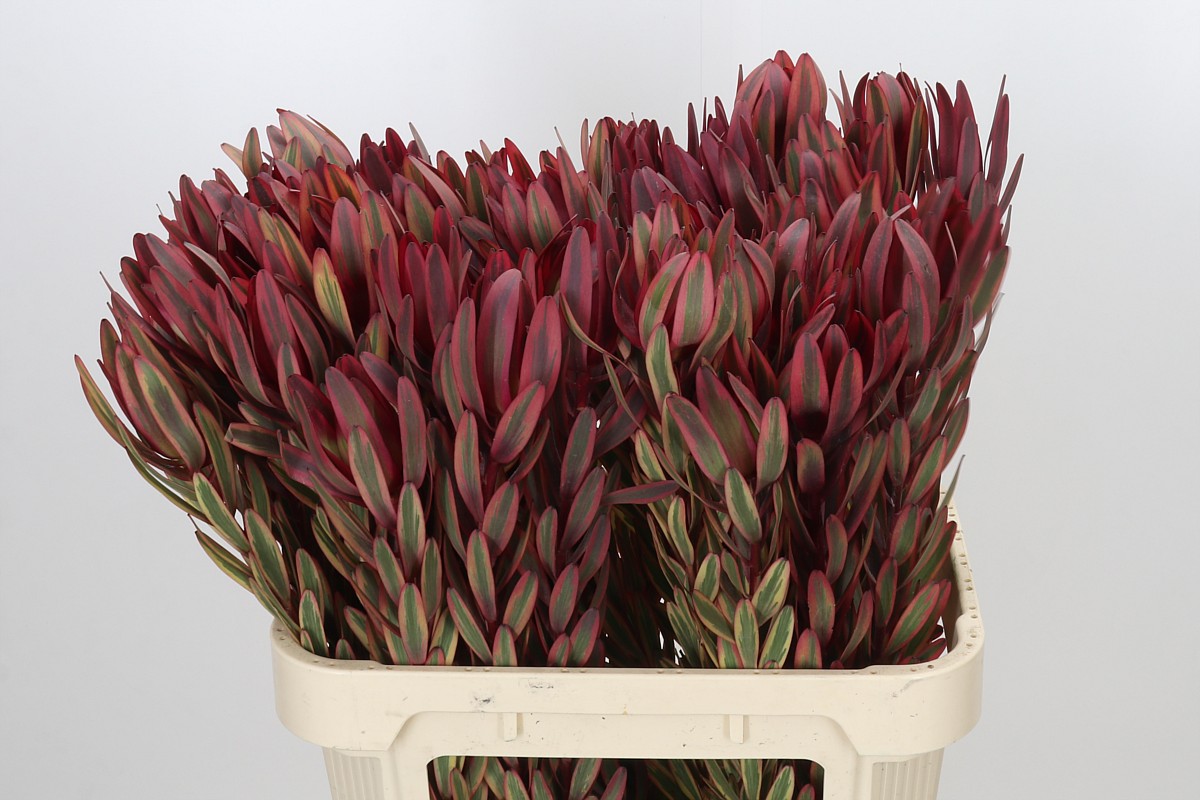 Leucadendron Jester 80cm