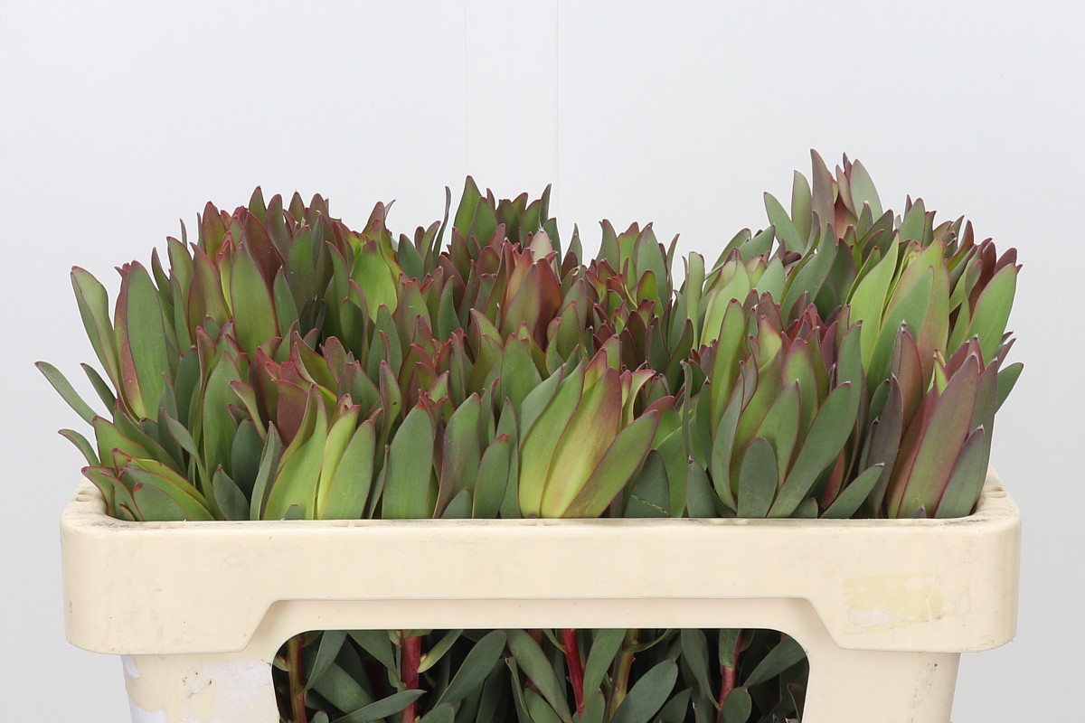 Leucadendron 50cm