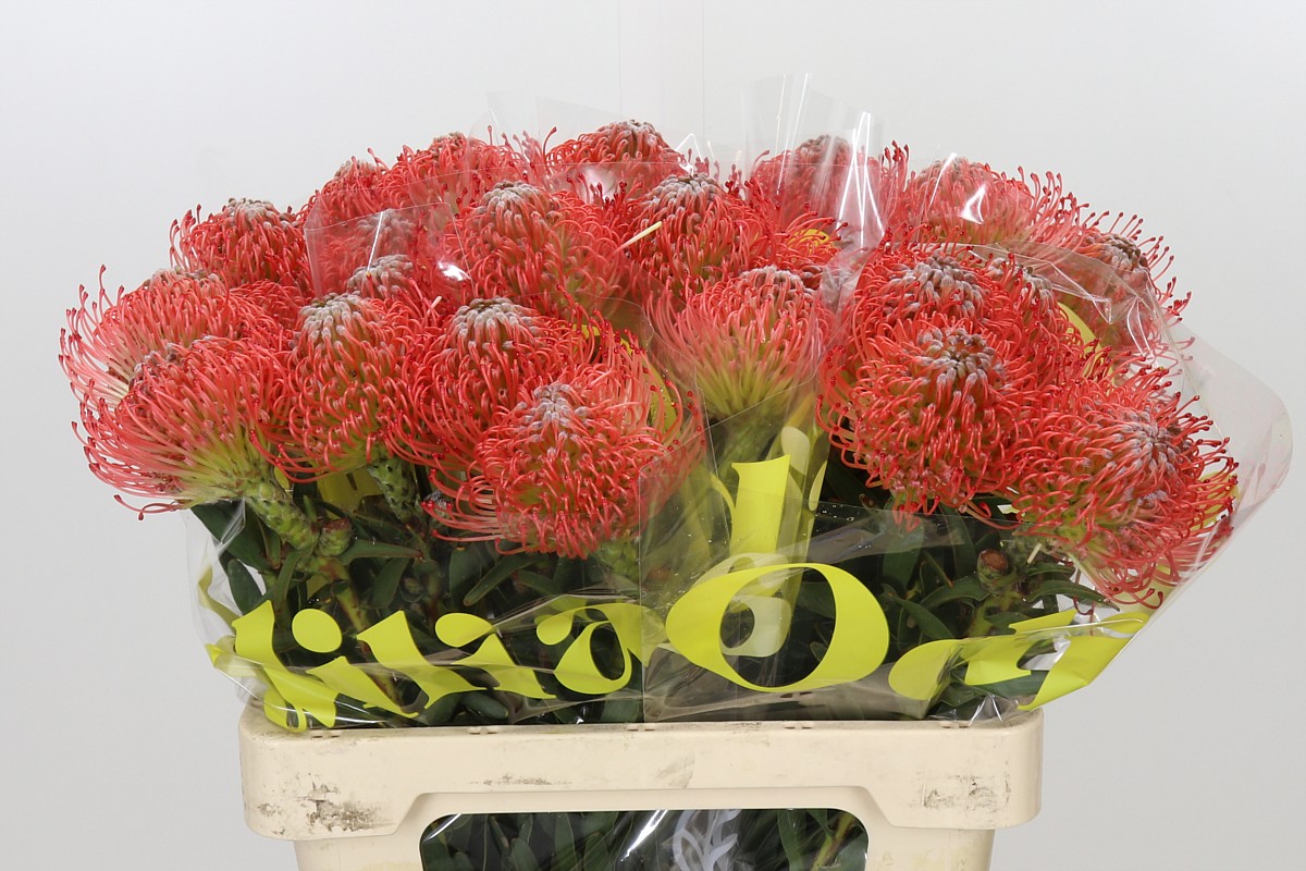 Leuco Ayoba Pink 60cm