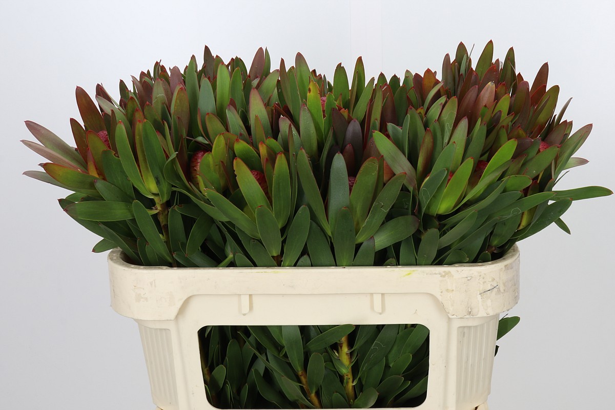 Leucad Ayoba Afr Sky 70cm