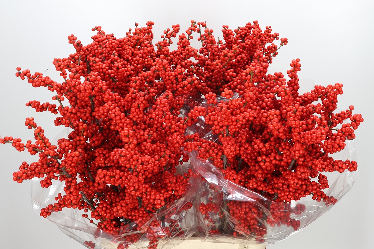Ilex Verticlilata 100cm