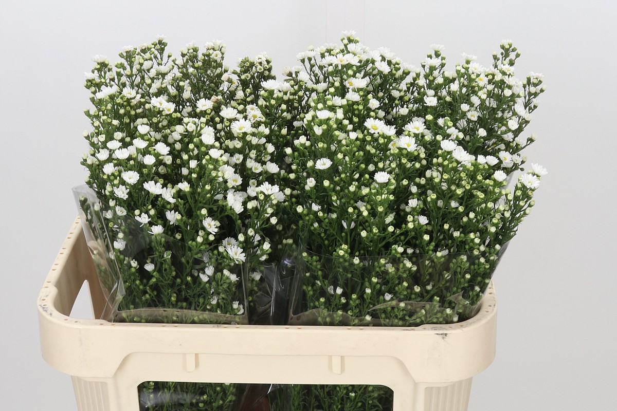 Aster Paquita 70cm 30gram