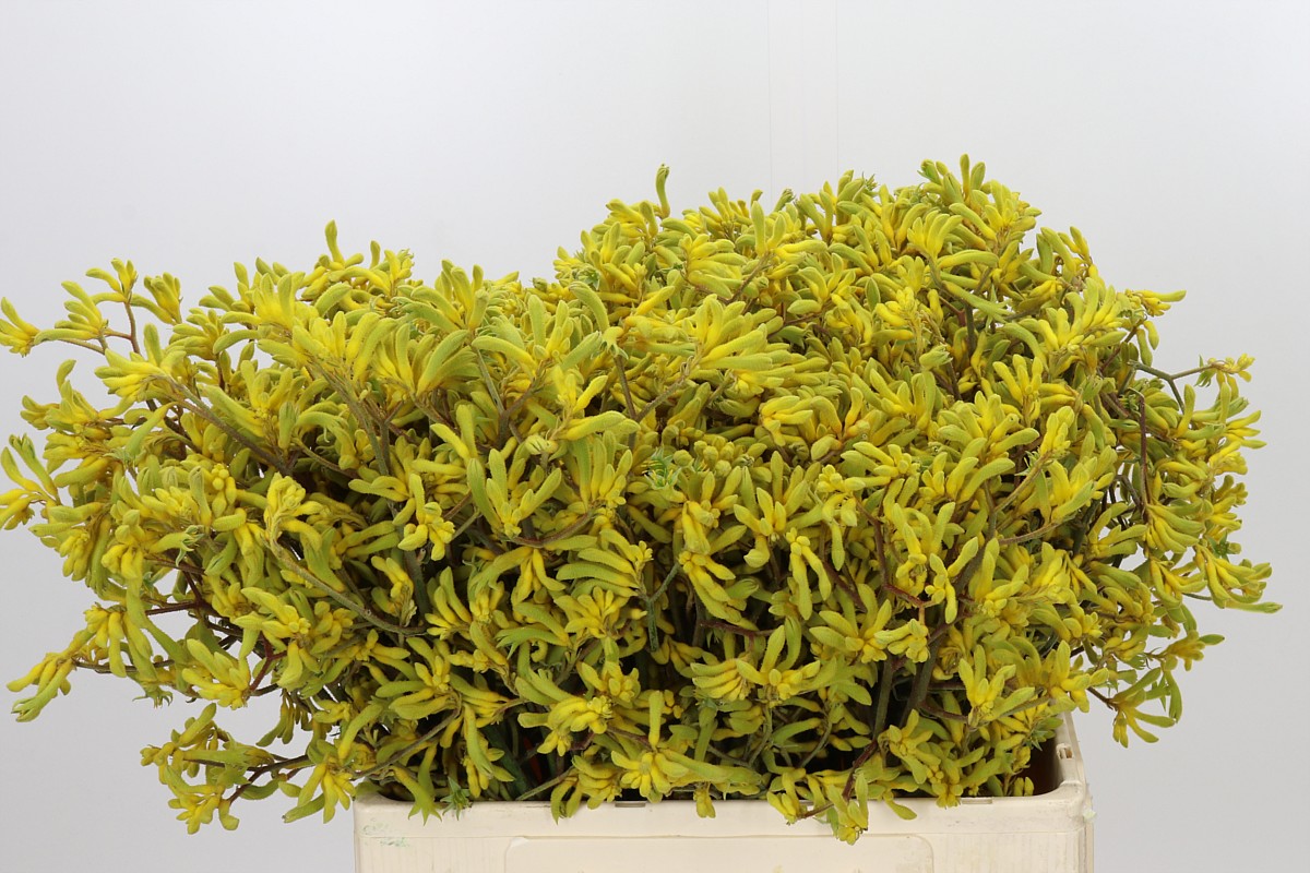 Anigozanthos Bush Down 60cm