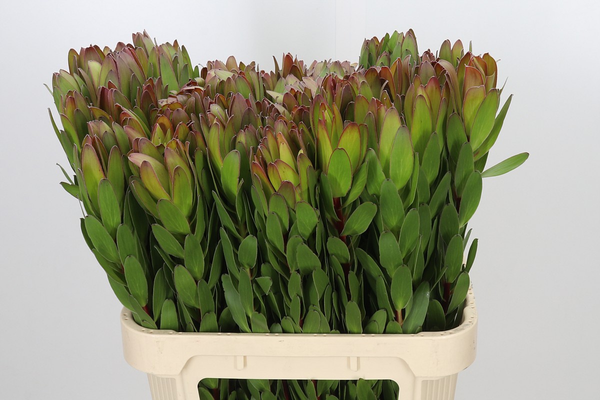 Leucadendron Goldstrike 80cm