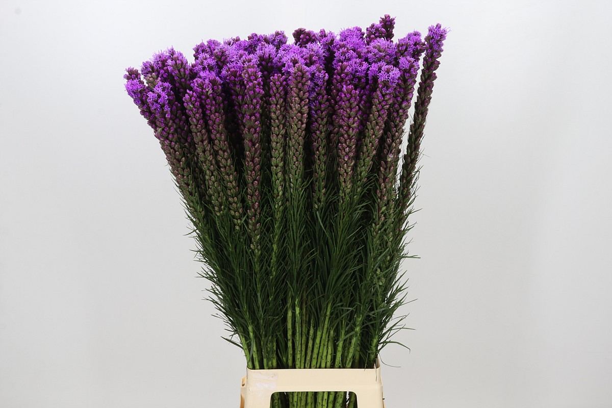 Liatris S Callilepis 90cm