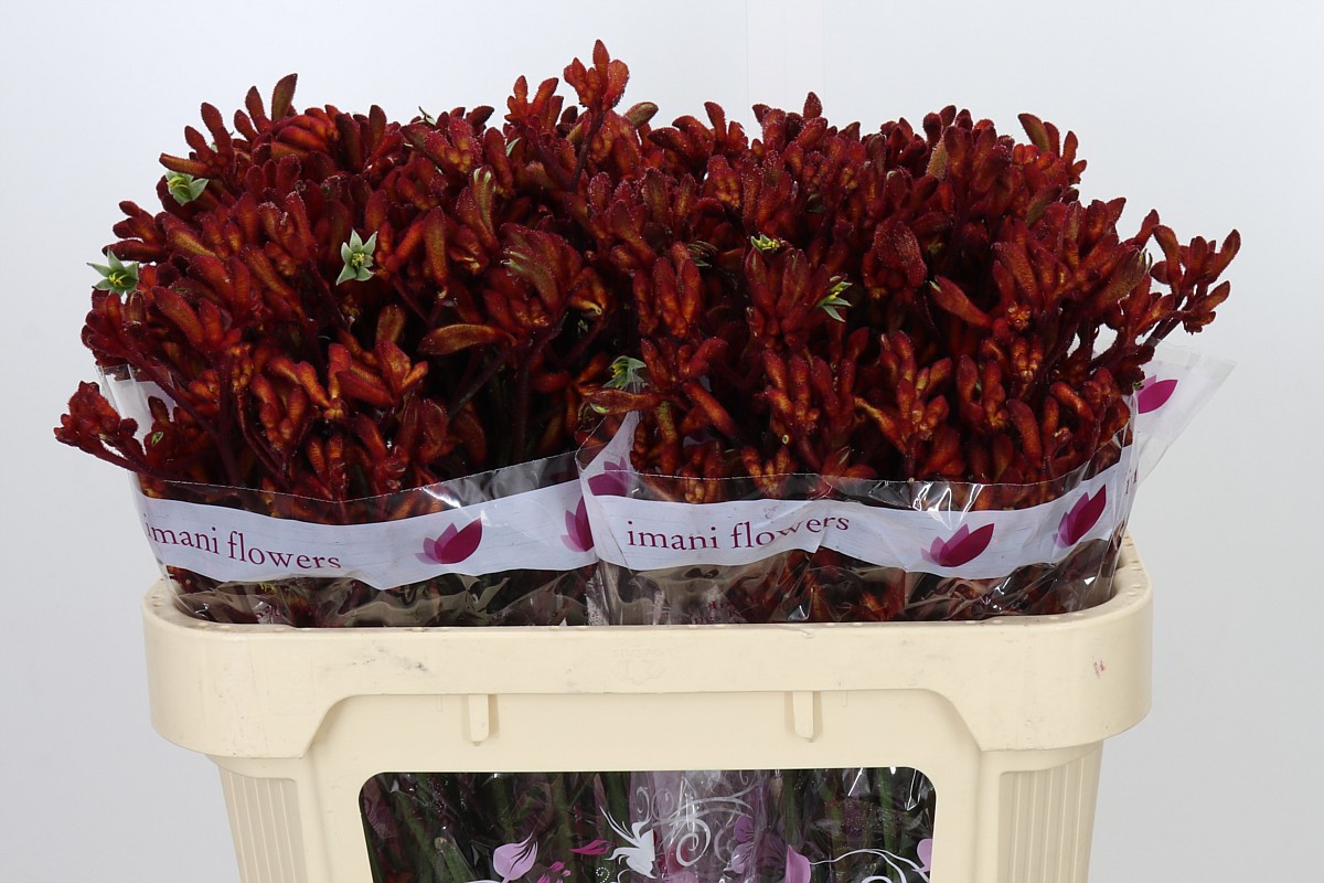 Anigozanthos Red Early Spring 70cm