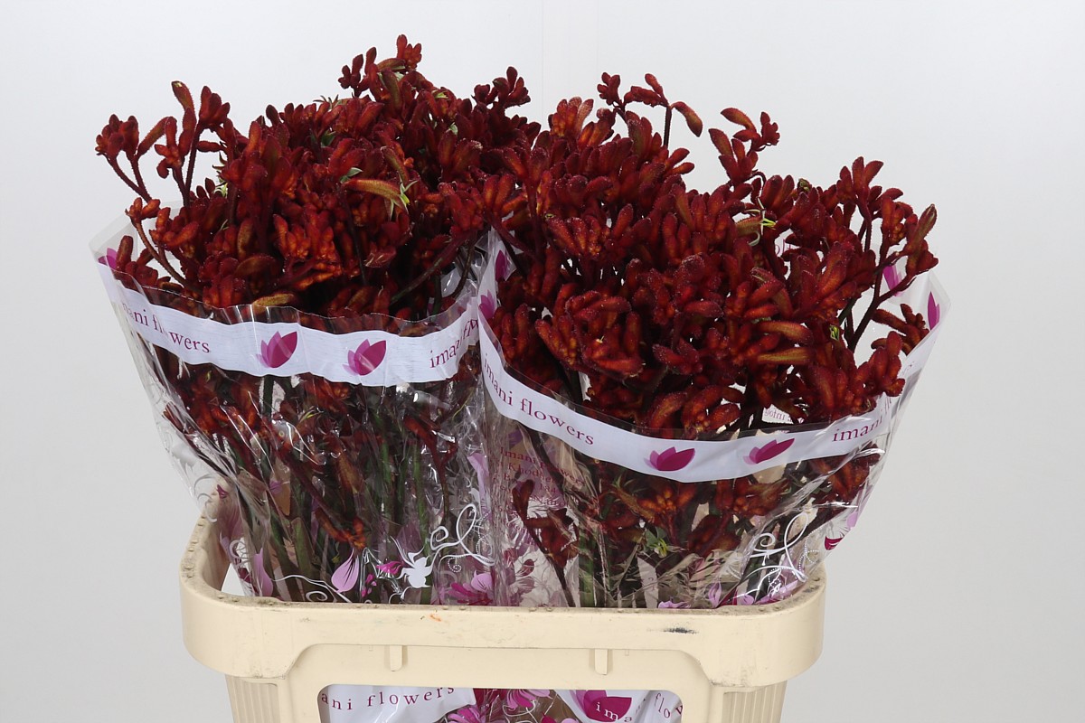 Anigozanthos Red Early Spring 80cm
