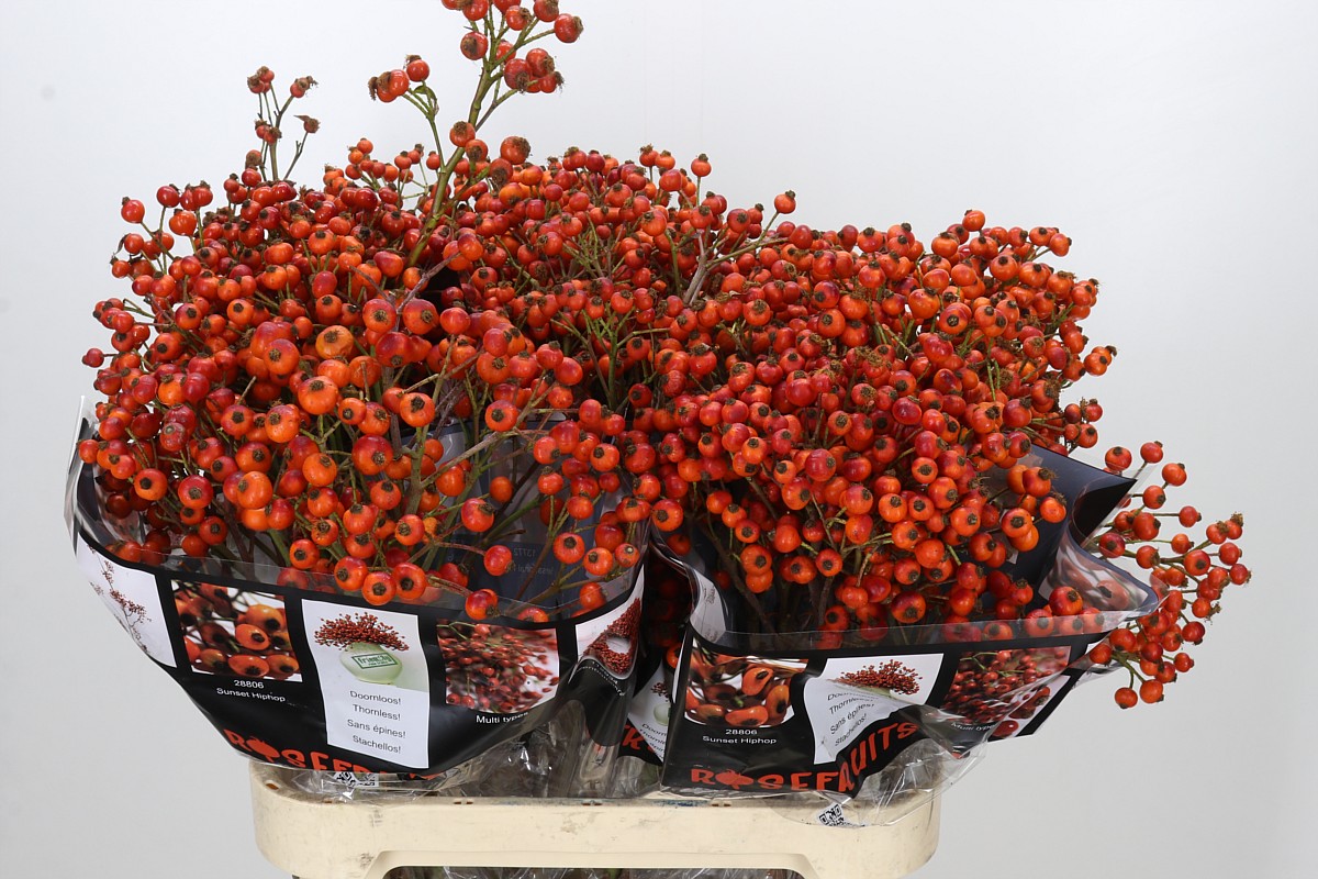 Rosa Hiphop Sunset 90cm