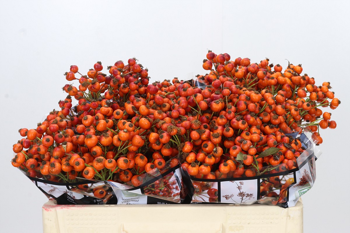 Rosa Hiphop Sunset 50cm