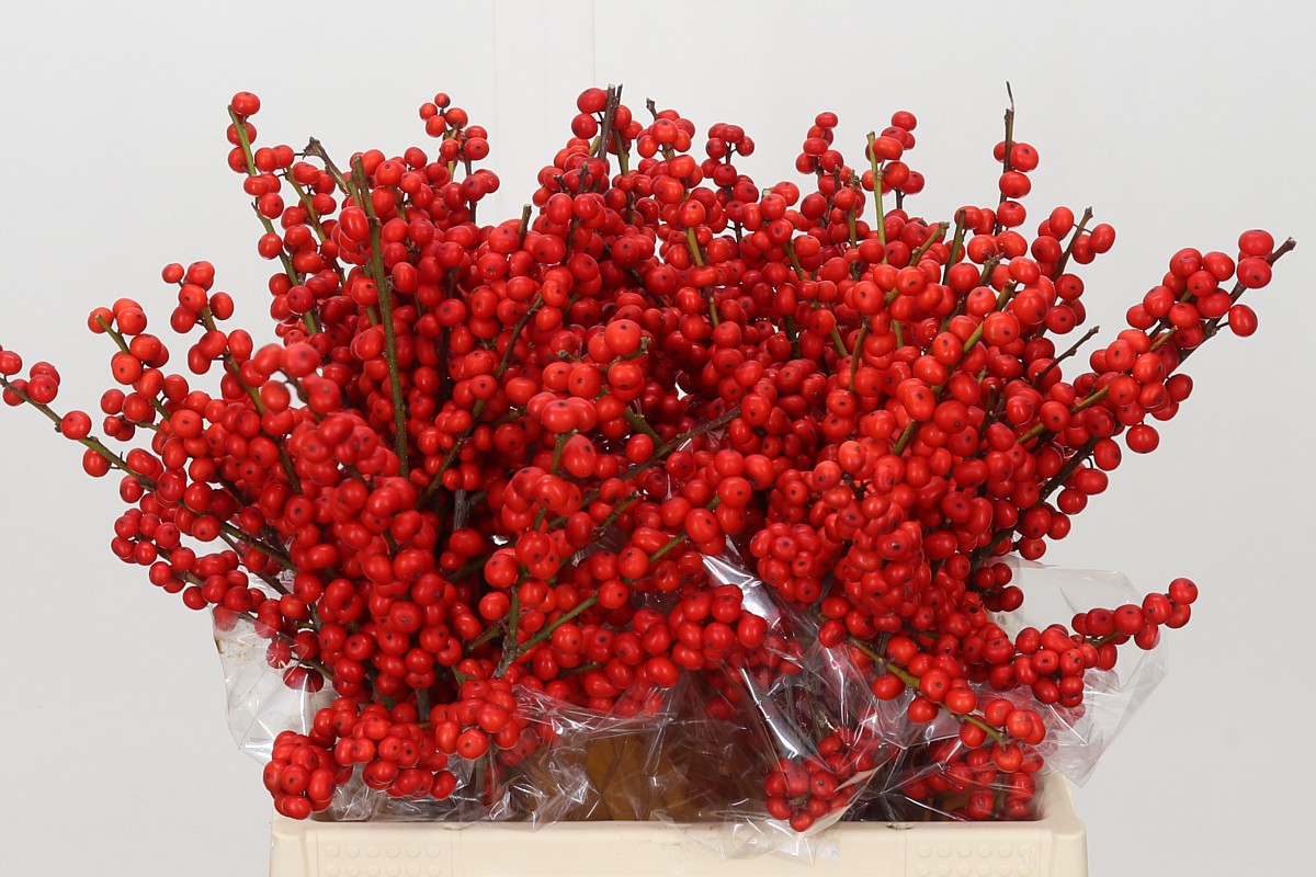 Ilex Verticlilata 40cm