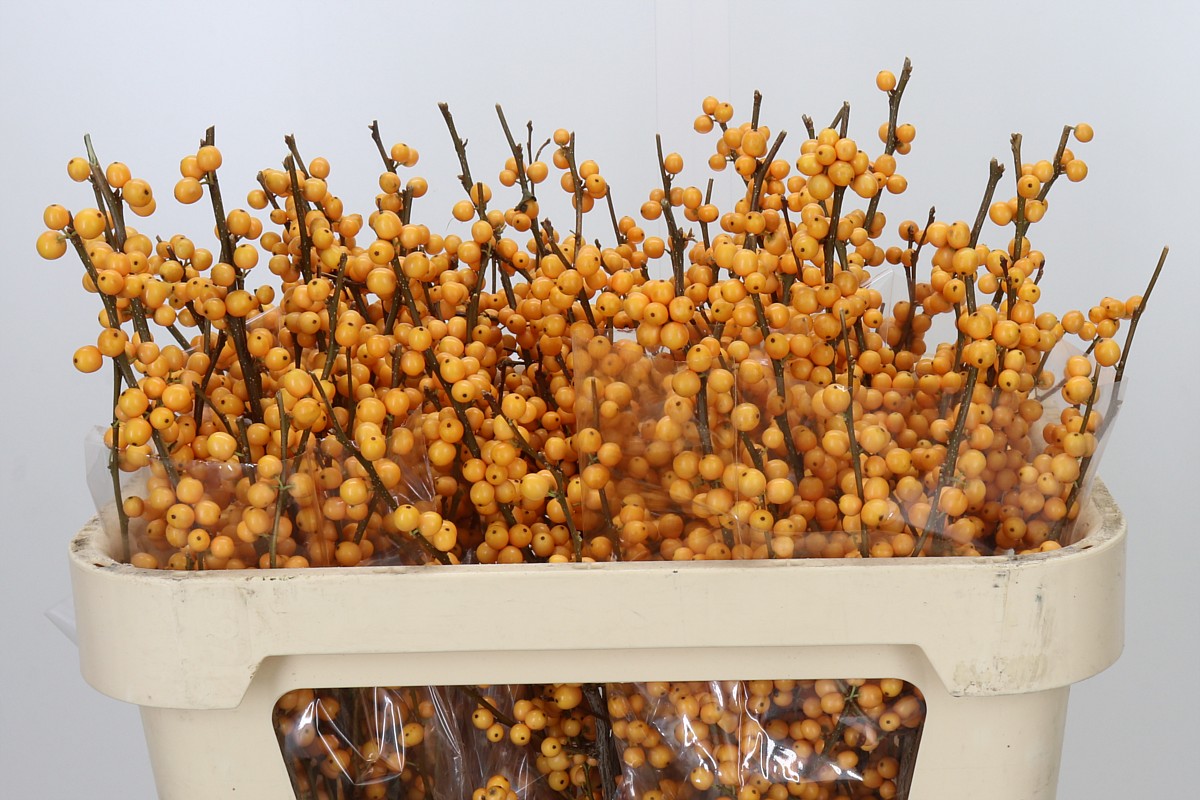 Ilex Golden Verboom 70cm
