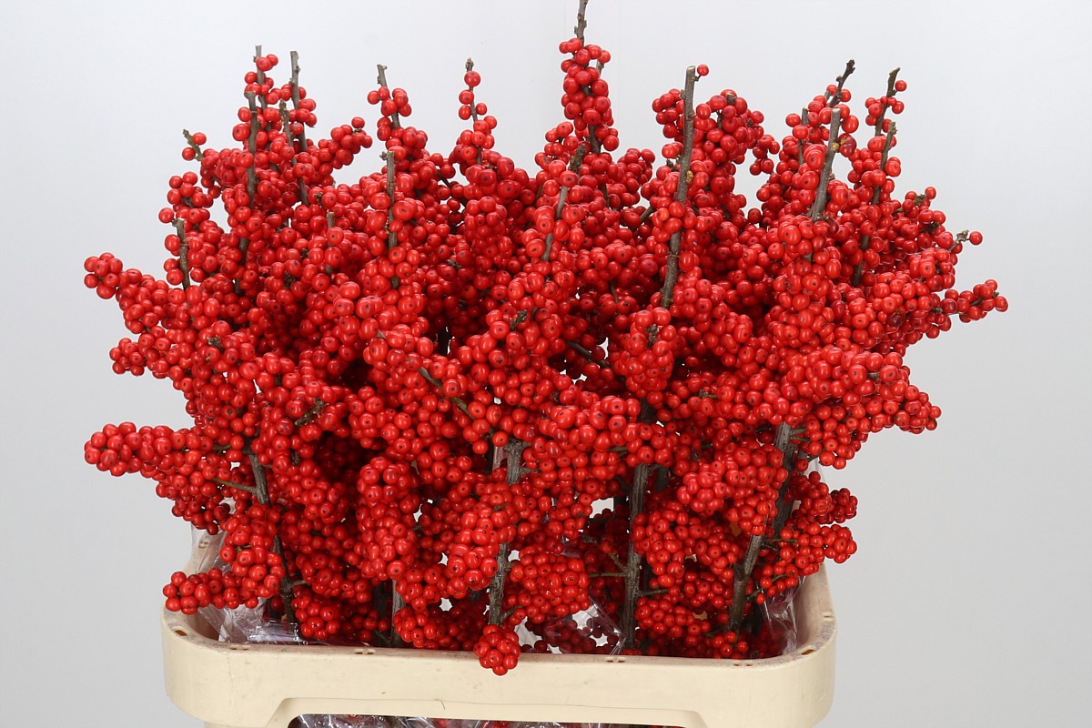 Ilex Bes Brit Buys 90cm