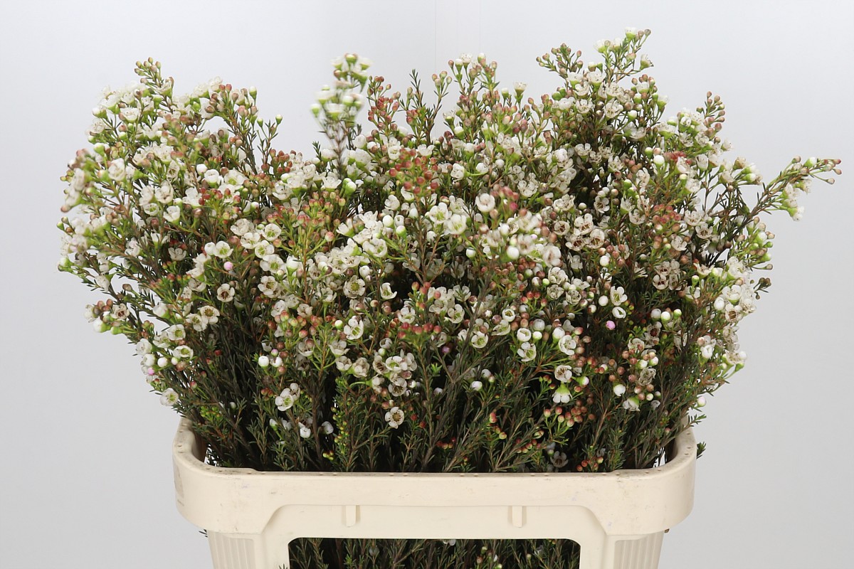 Chamaelaucium Ziv 80cm 50gram