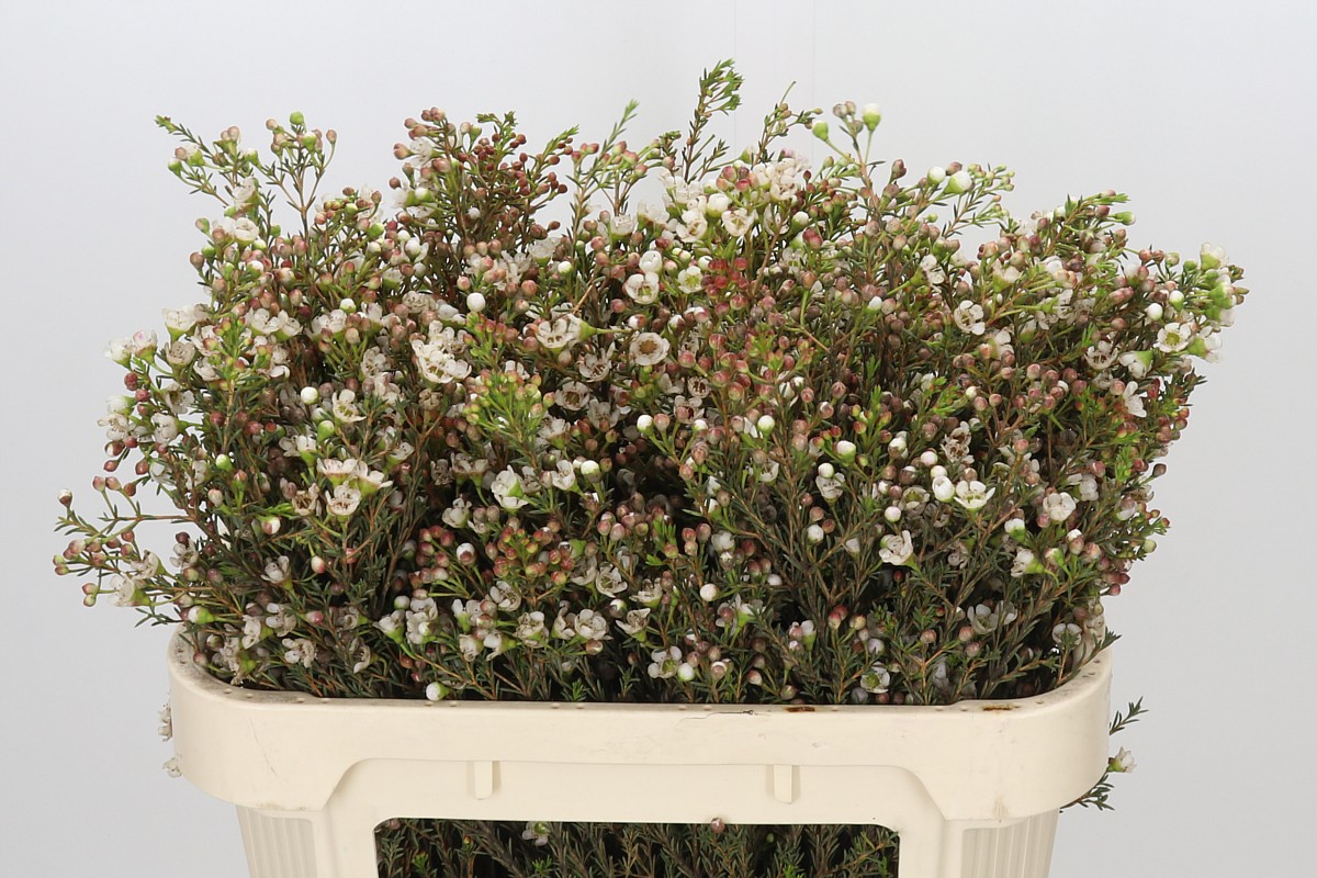Chamaelaucium Ziv 70cm 30gram