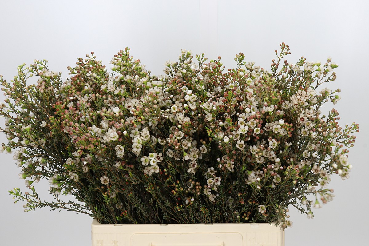 Chamaelaucium Ziv 60cm 20gram