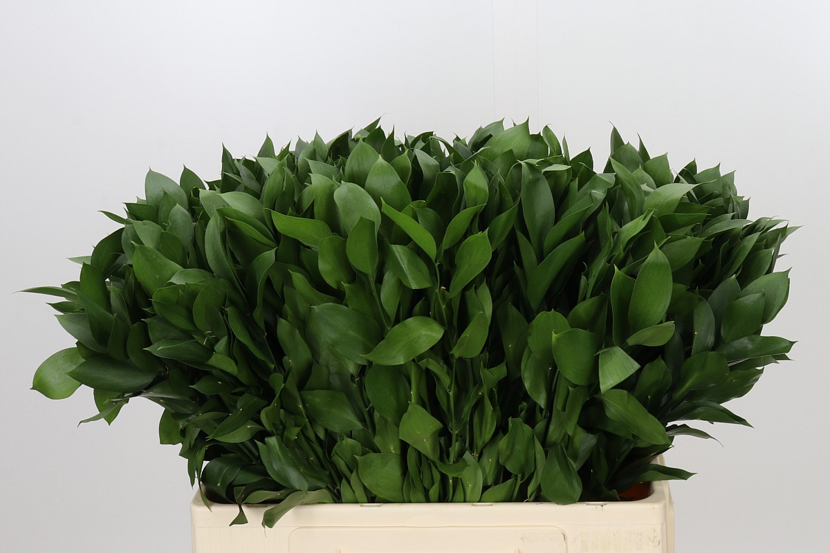 Ruscus Hypophyllum 60cm