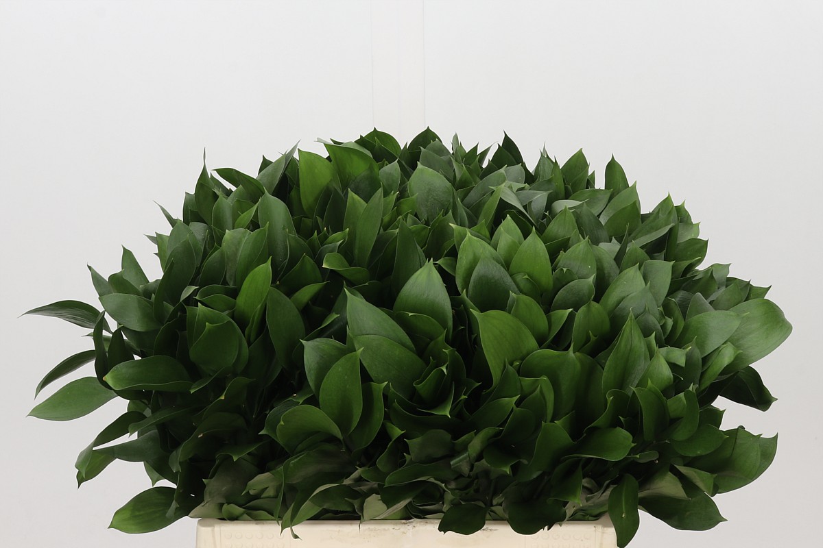 Ruscus Hypophyllum 45cm