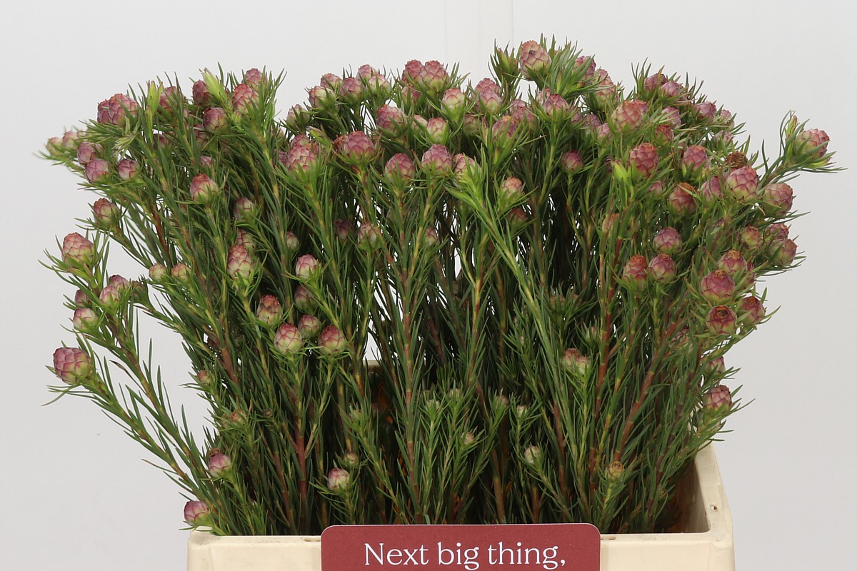 Leucadendron Jubilee Crown Bunch 40cm