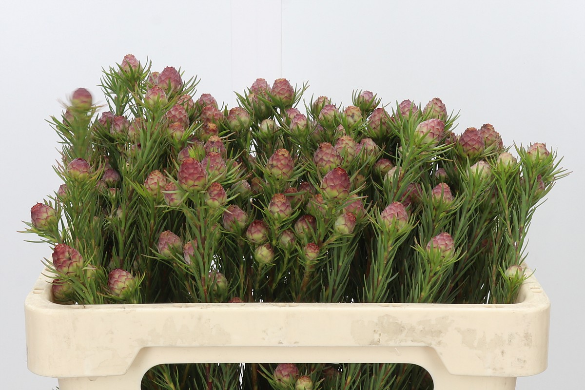 Leucadendron Jubilee Crown Bunch 50cm