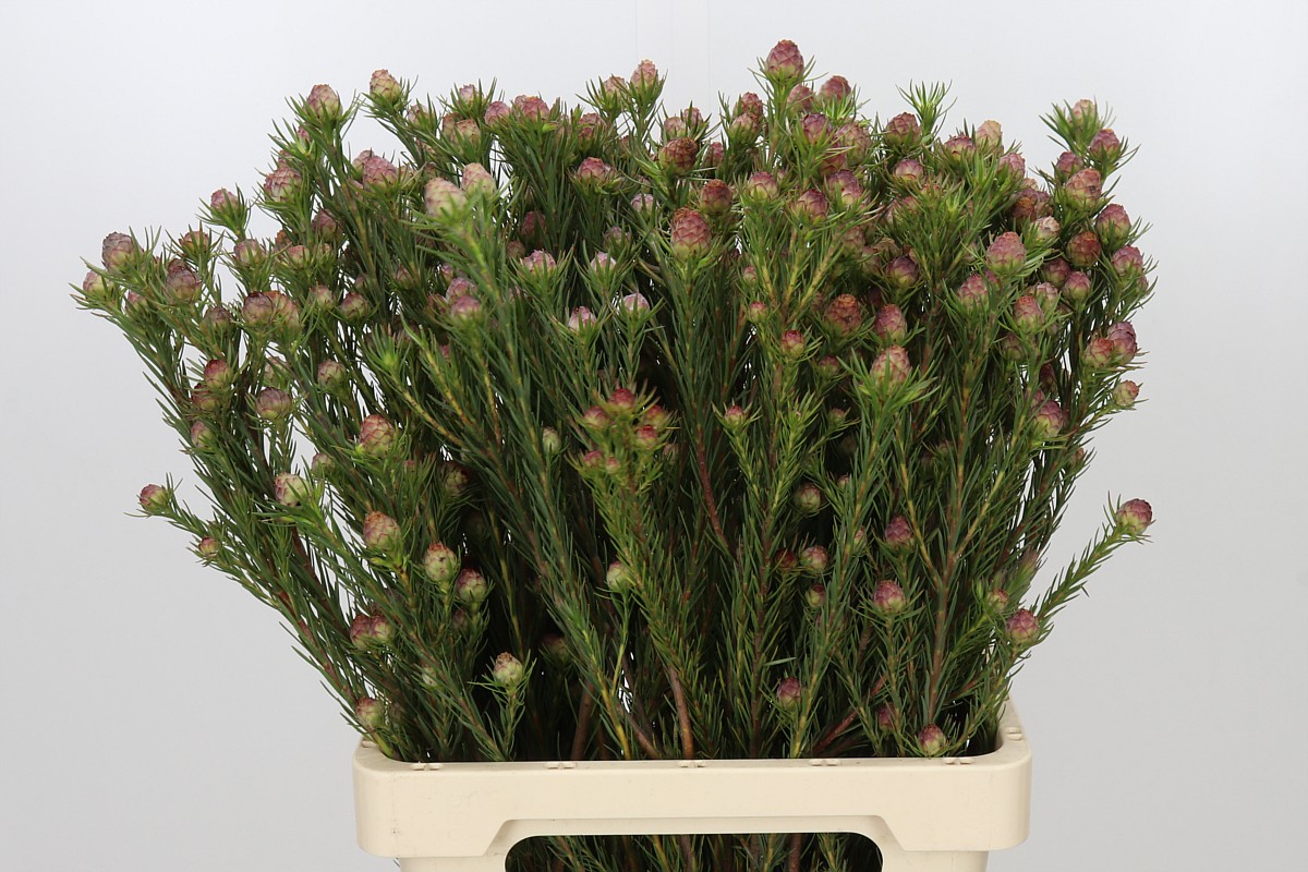 Leucadendron Jubilee Crown Bunch 70cm
