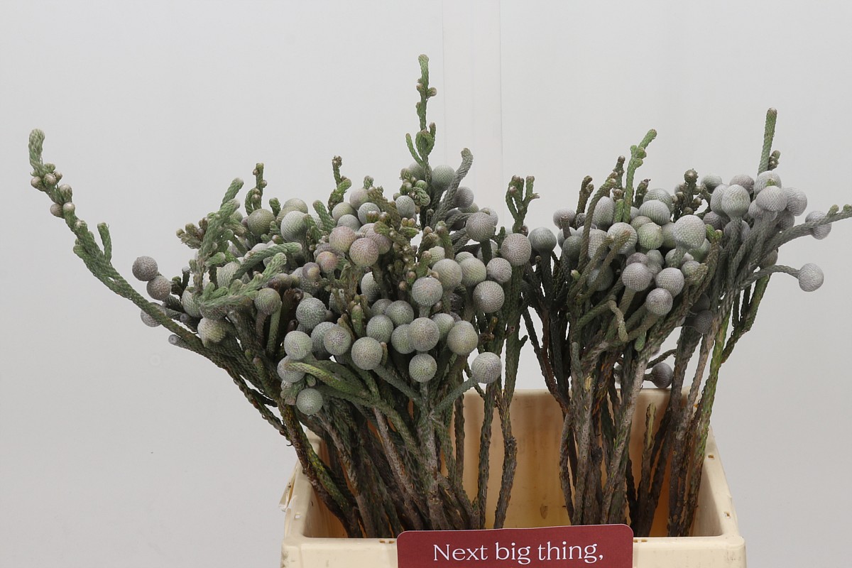 Brunia Silver Bunch 40cm
