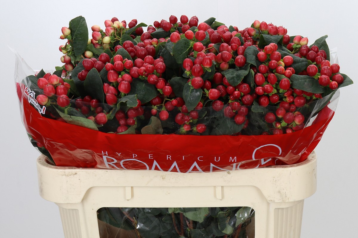 Hypericum True Romance 70cm