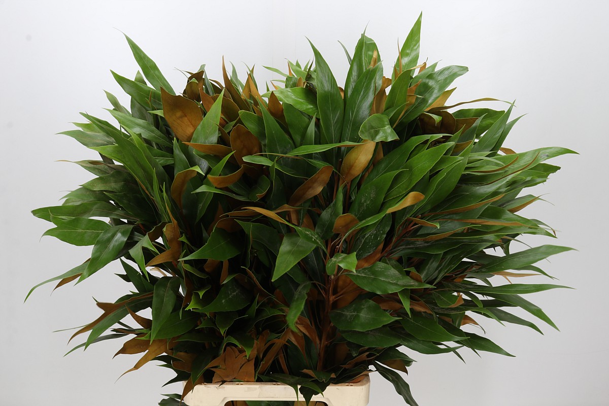 Grevi Baileyana 80cm