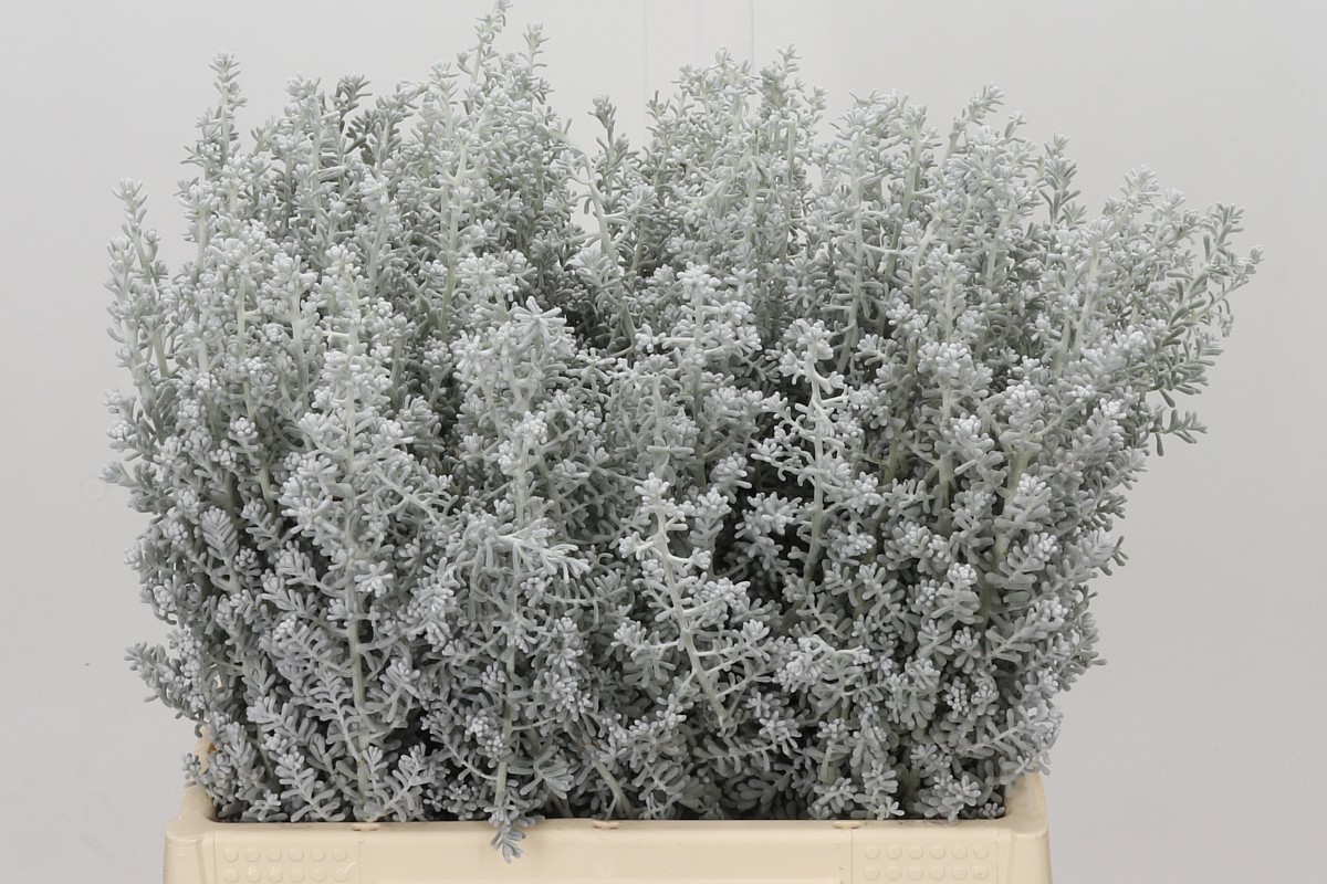 Kochia Scoparia 40cm