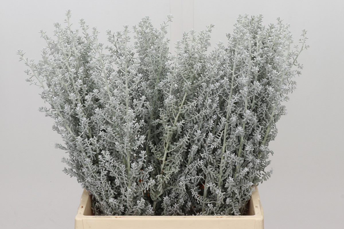 Kochia Scoparia 45cm
