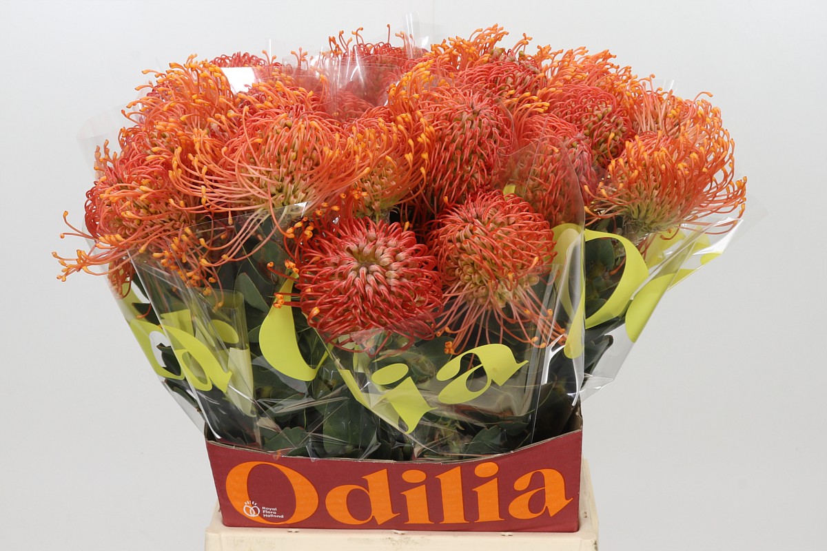 Leucospermum Bright Eyes 50cm