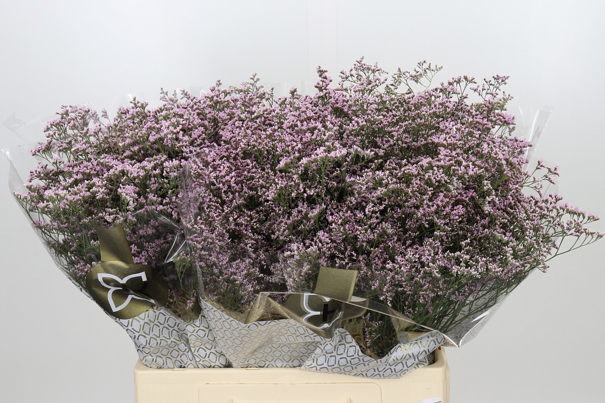 Limonium Saf Oshi Pink 60cm 20gram