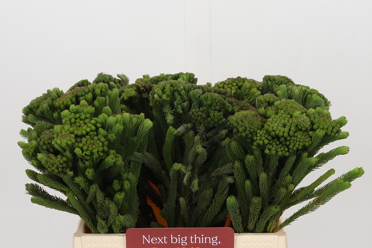 Brunia Albiflora Bunch 40cm
