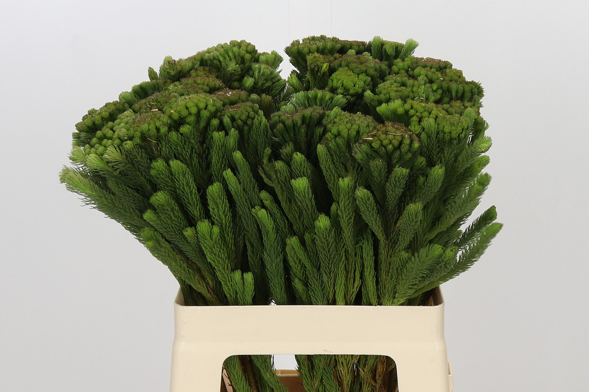 Brunia Albiflora Bunch 60cm