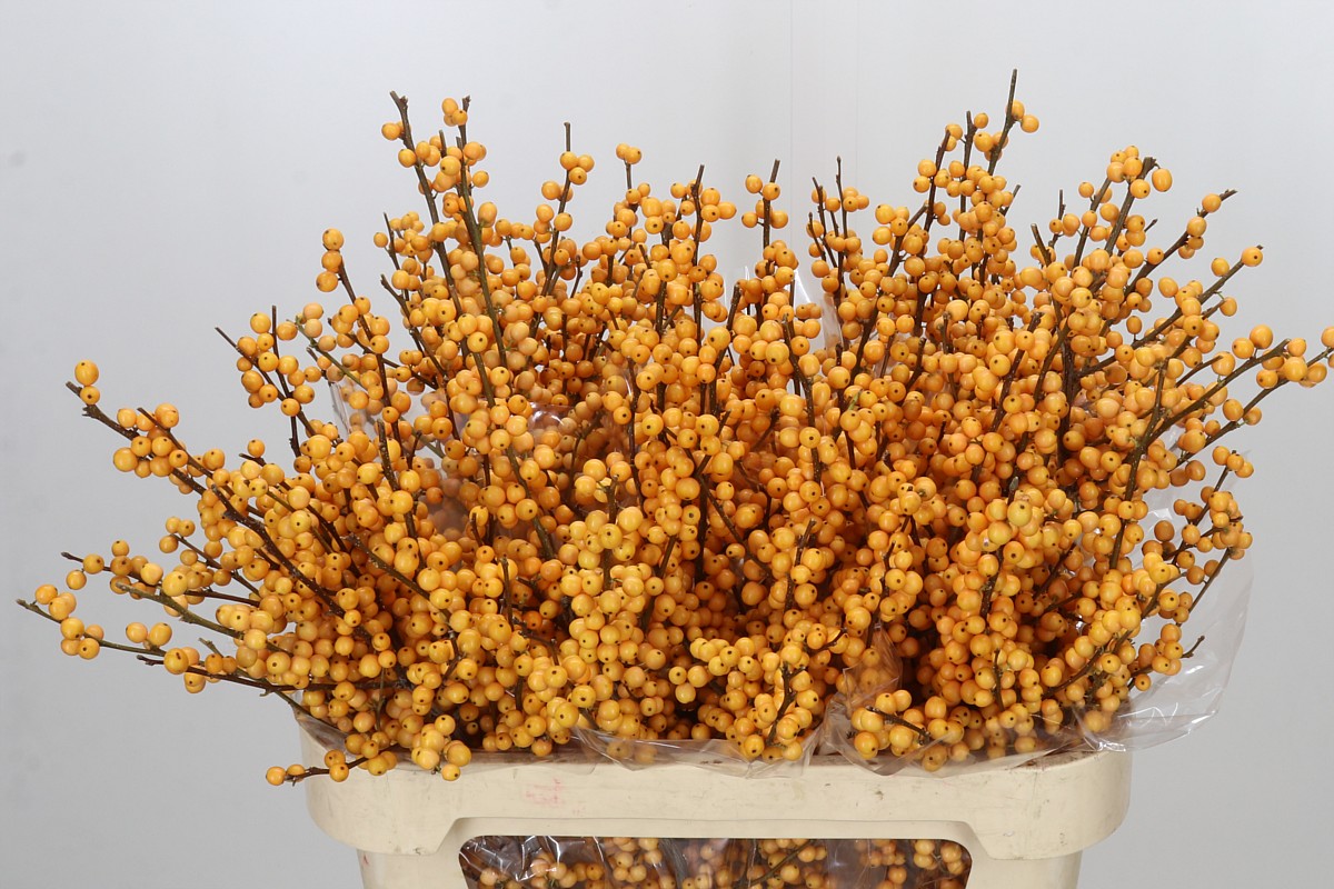 Ilex Golden Verboom 80cm