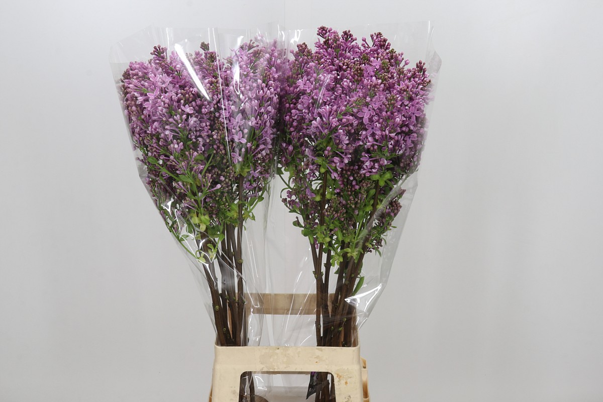 Lilac Dark Koster 80cm