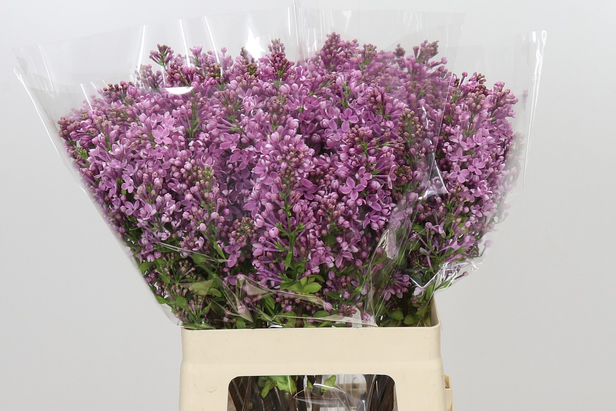 Lilac Dark Koster 60cm