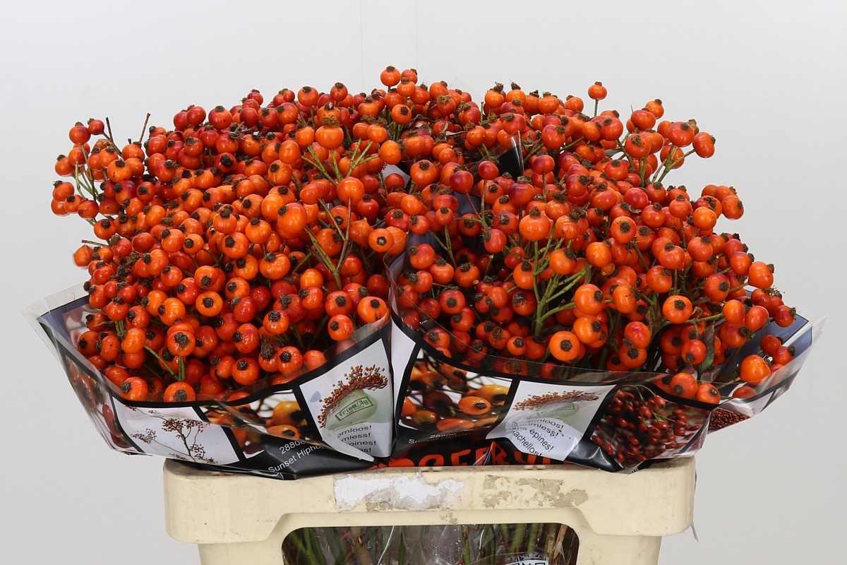 Rosa Hiphop Sunset 60cm