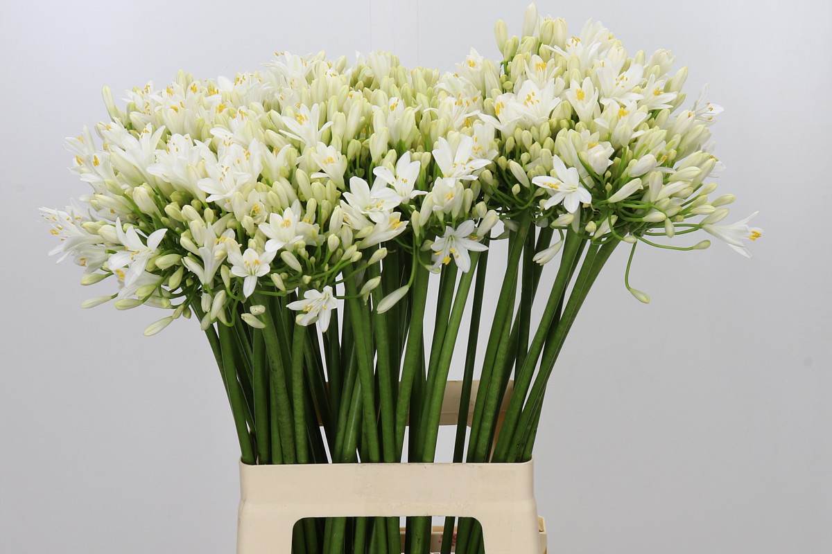 Agapanthus Gletsjer 70cm