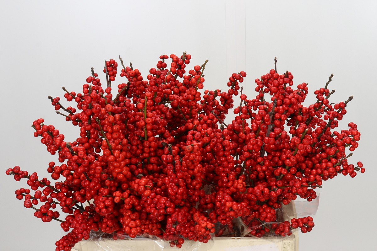 Ilex Verticlilata 60cm