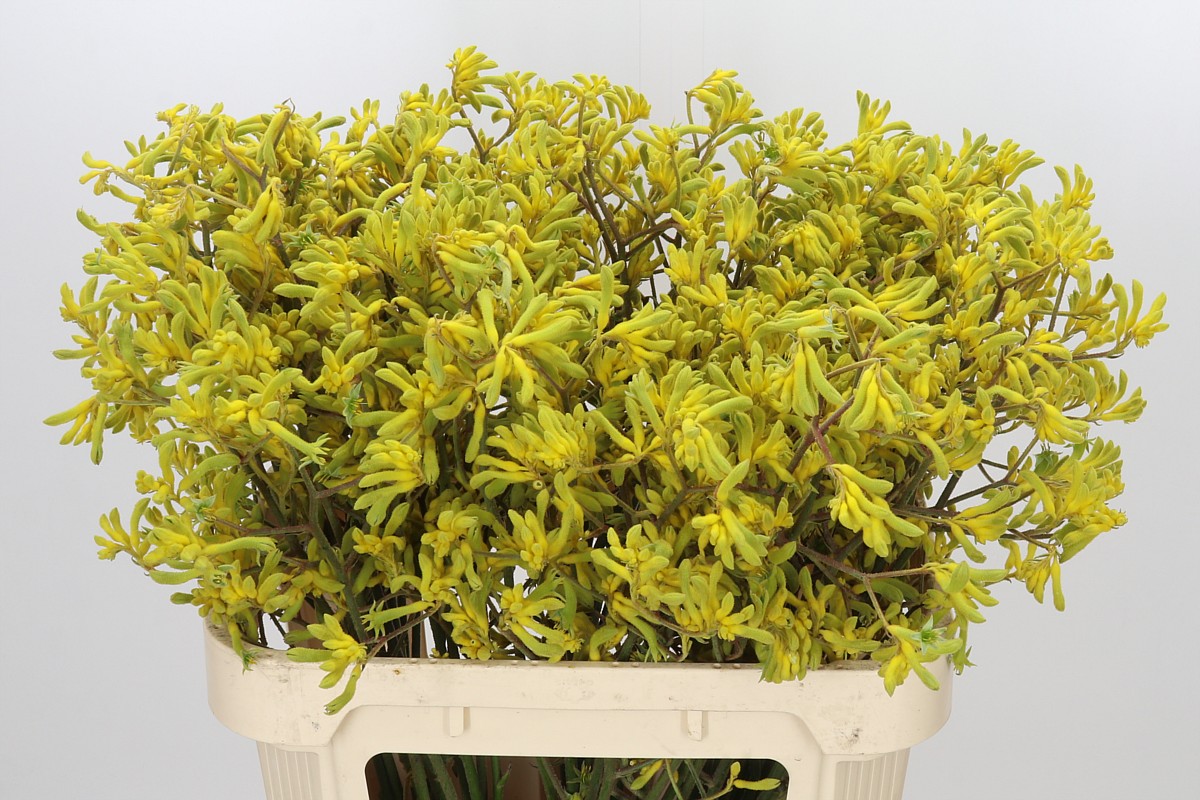 Anigozanthos Bush Down 80cm