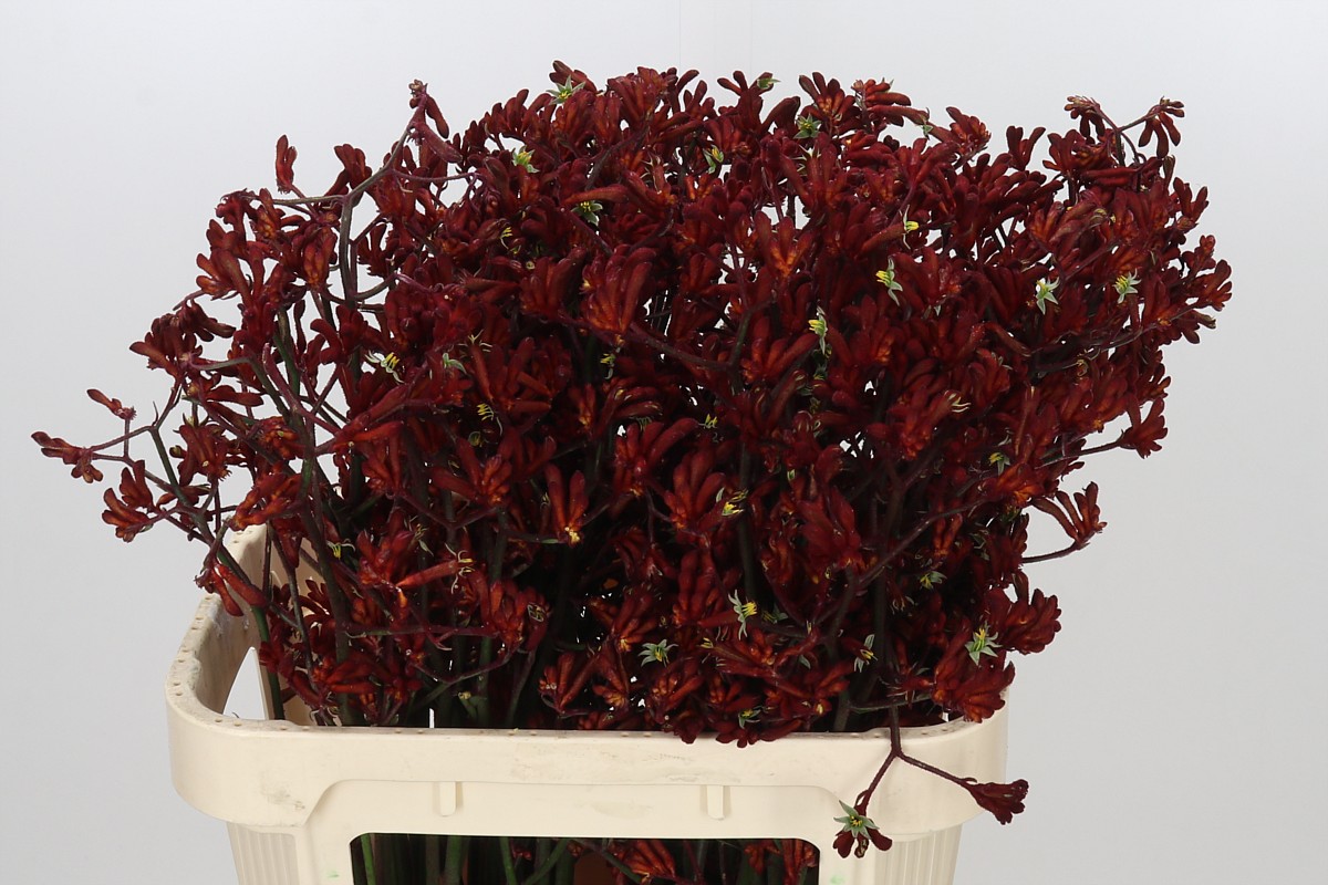 Anigozanthos Bush Ruby 80cm