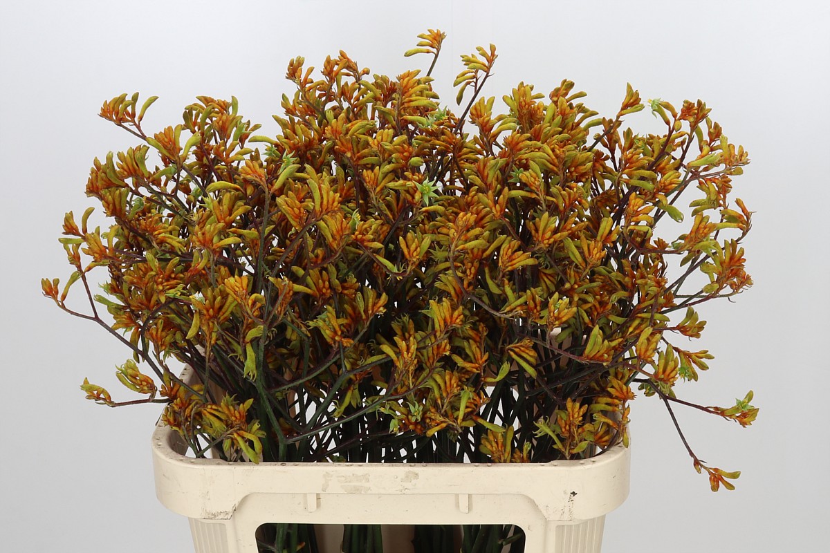 Anigozanthos Bush Sunset 80cm