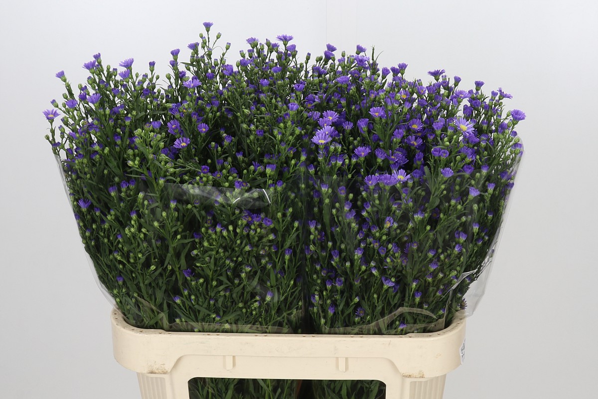 Aster Casamare 80cm 40gram