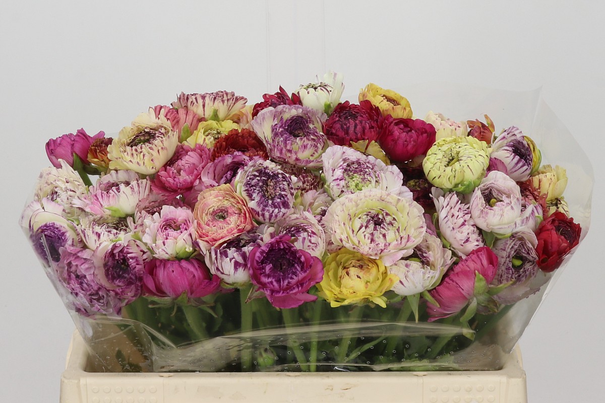 Ranunculus Elegance Pink Stripes 35cm