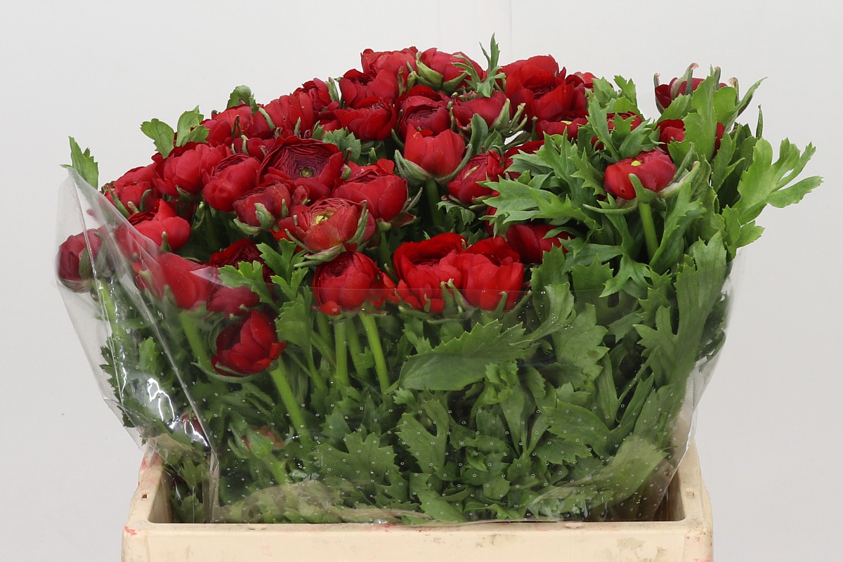 Ranunculus Elegance Red 35cm