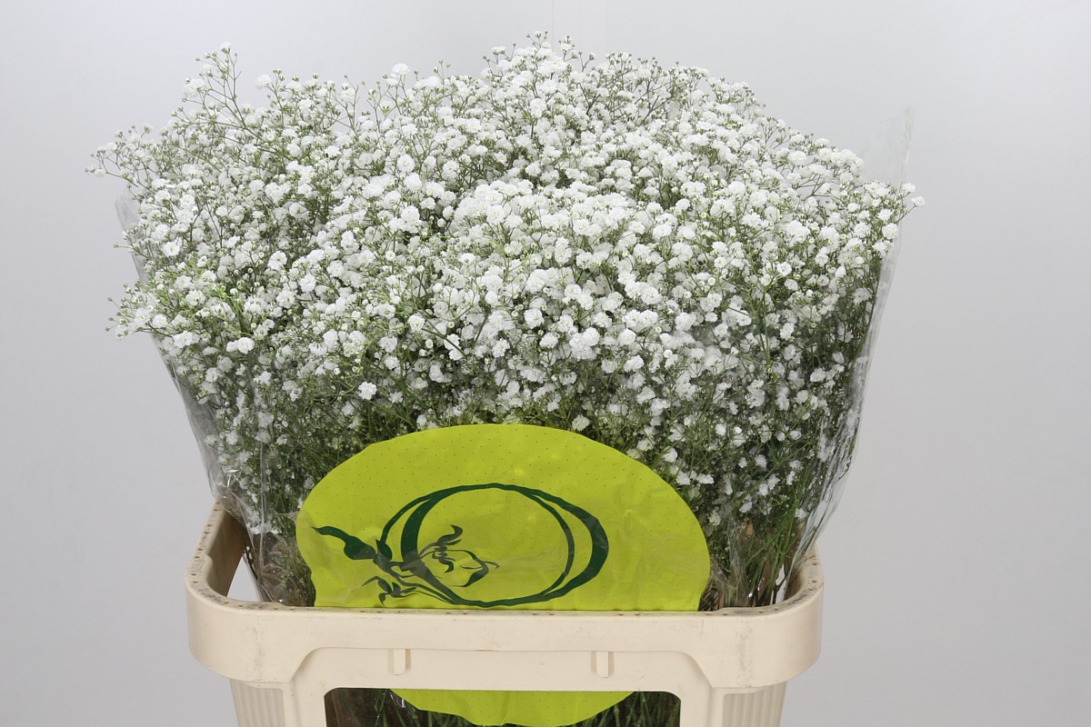 Gypsophila Xlence White 80cm 40gram