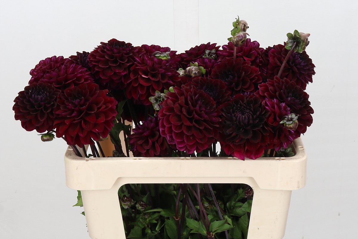 Dahlia Dark Isa